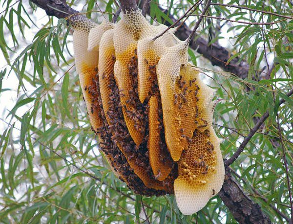 cung cấp mật ong rừng uy tín chất lượng