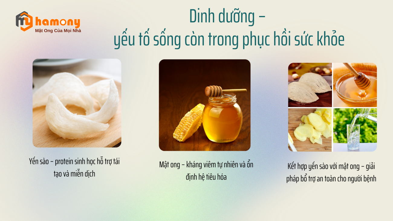 Kết hợp yến sào với mật ong – giải pháp bổ trợ an toàn cho người bệnh