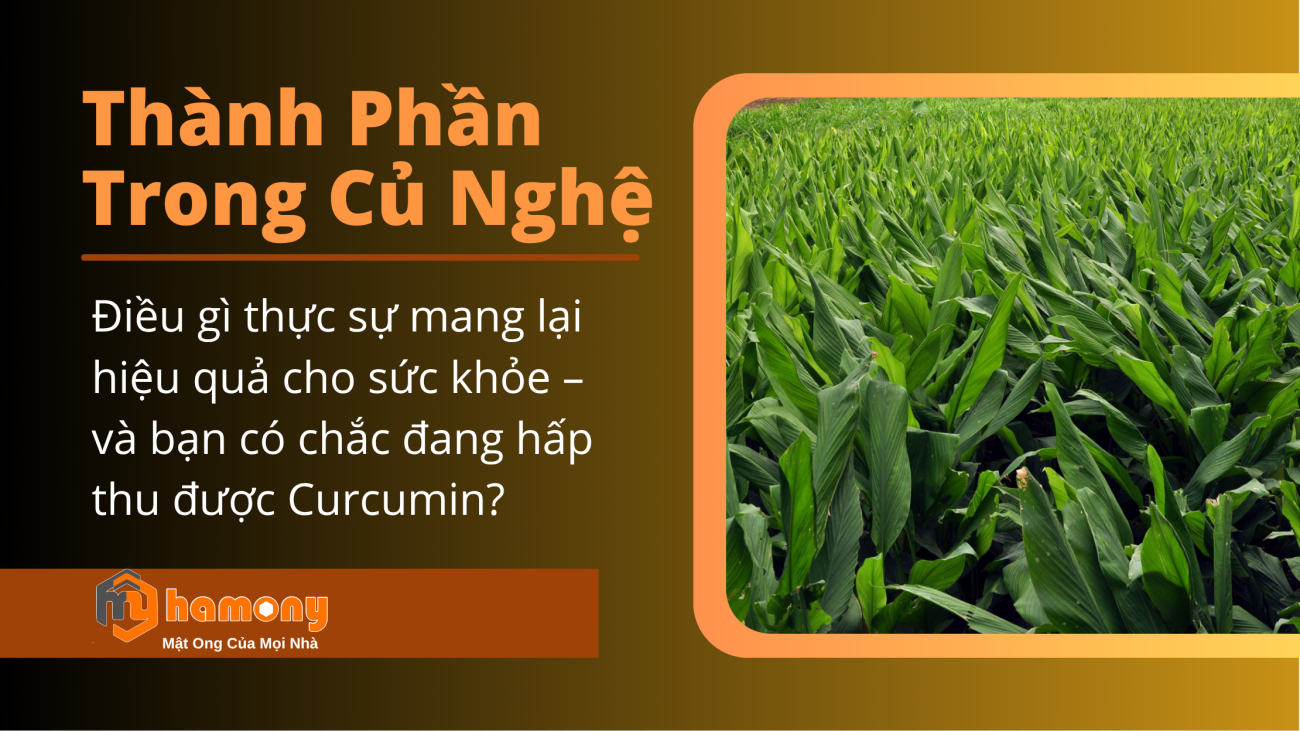 Curcumin – hoạt chất quan trọng nhất trong củ nghệ
