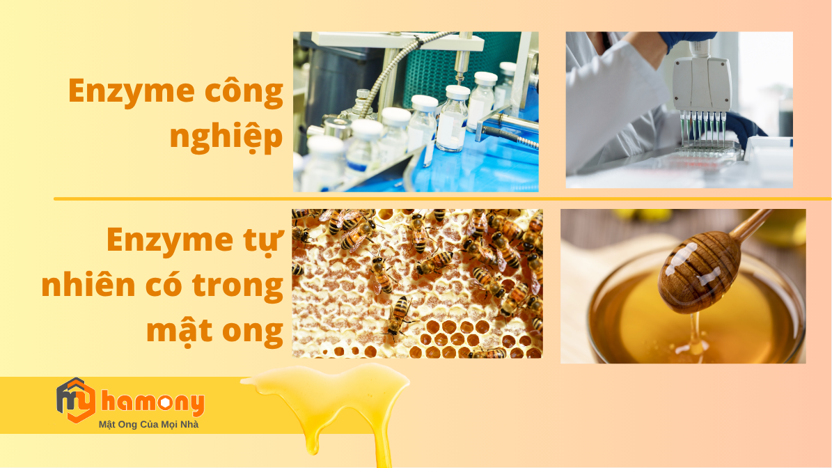 so-sanh-enzyme-cong-nghiep-va-tu-nhien